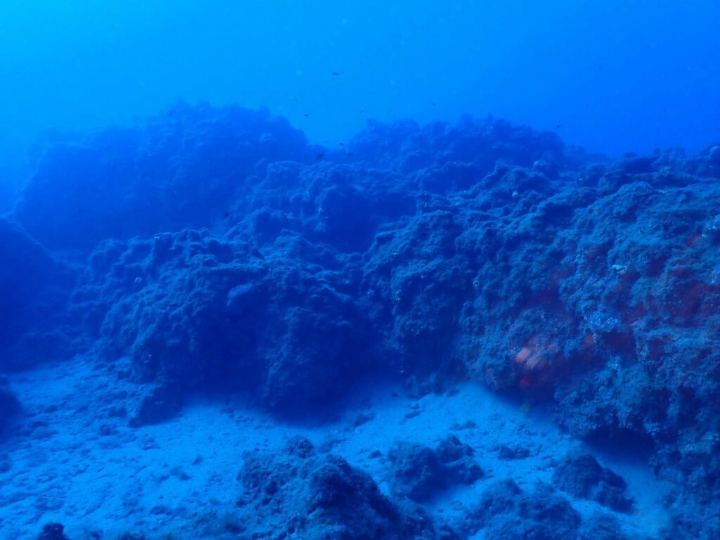 Damsel Reef