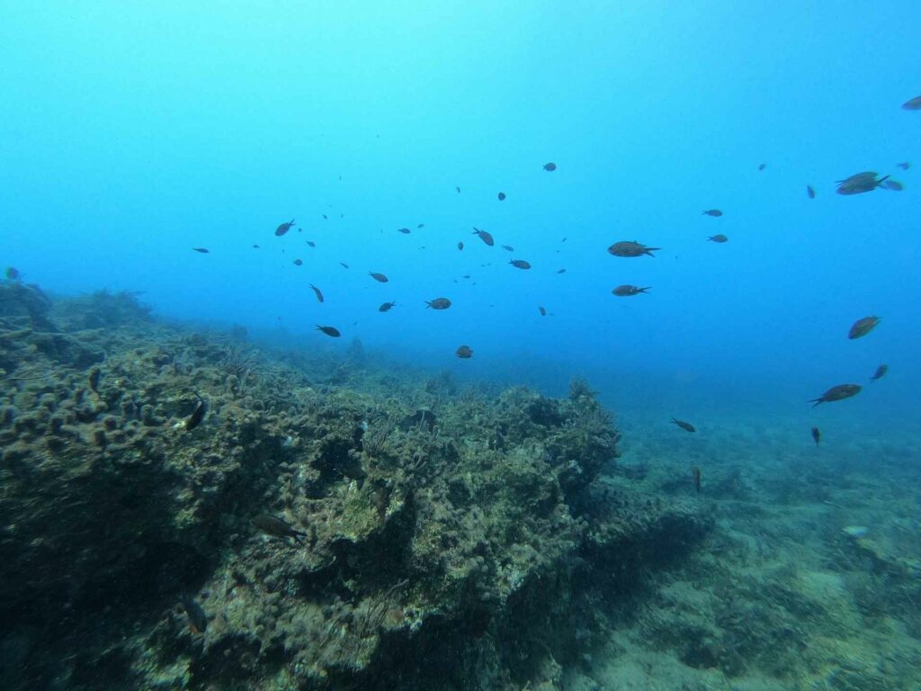 On the reef