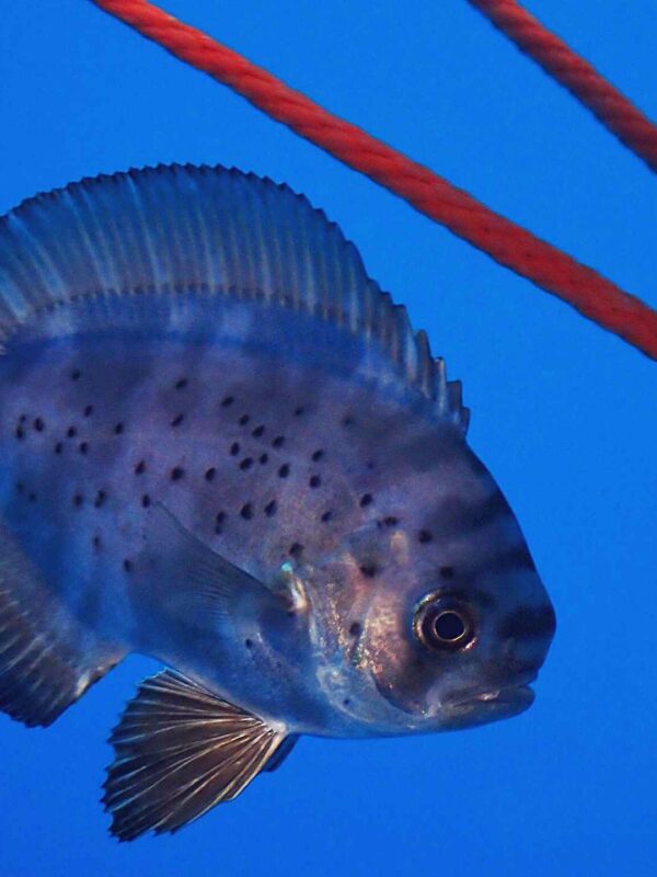 PADI Fish Identification