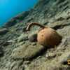 Discover Scuba Diving Roman Wall