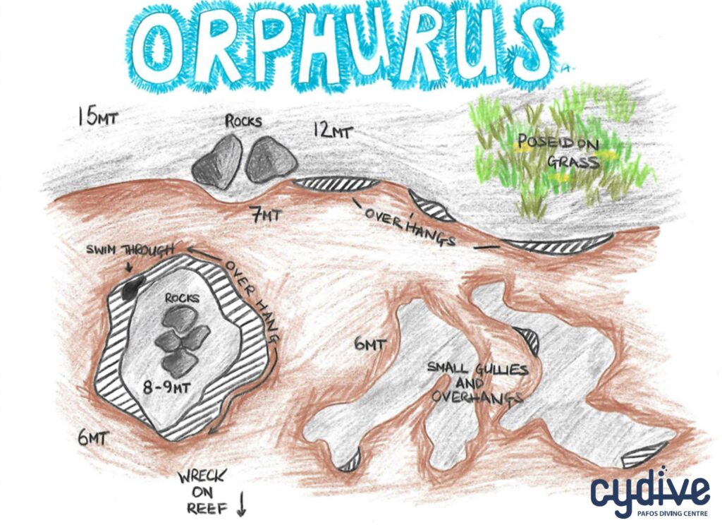 Orphurus