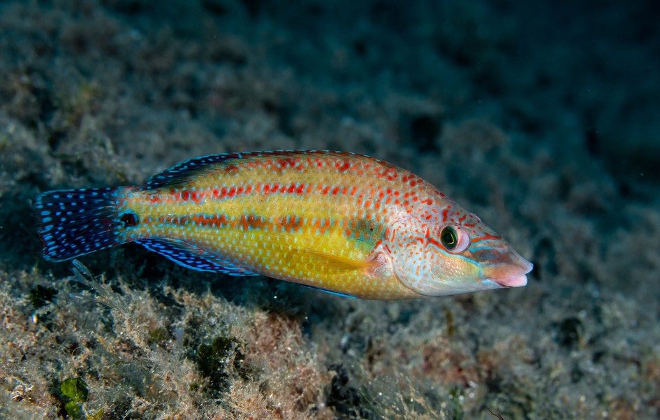 peacock wrasse male