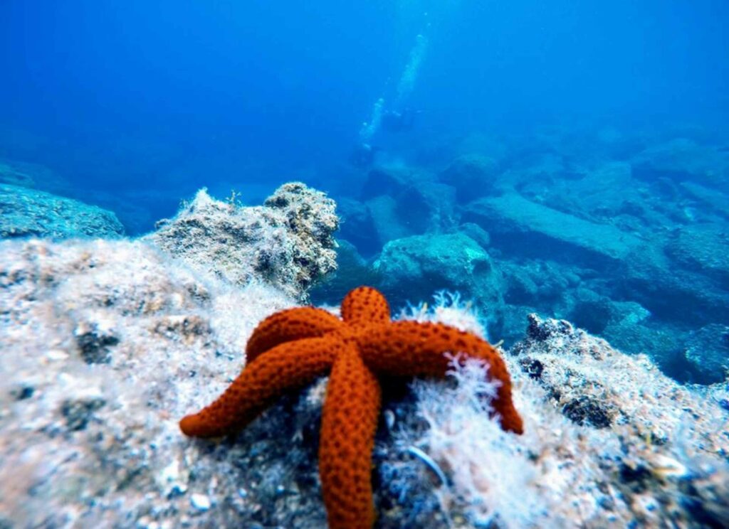 Mediterranean Red Sea star