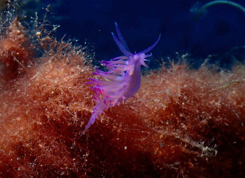 Pink Flabellina Nudibranch